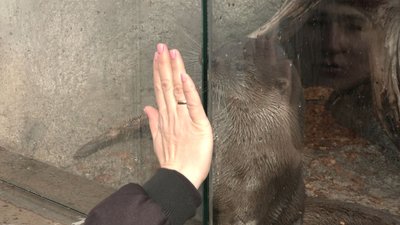 На два тижні раніше: у Черкаському зоопарку прокинулися ведмеді