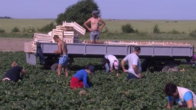 Заробляють як у Польщі. На Волині у розпалі сезон збору полуниці Заробляють як у Польщі. На Волині у розпалі сезон збору полуниці