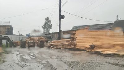 На Буковині у незаконній вирубці лісу підозрюють посадовців лісгоспу