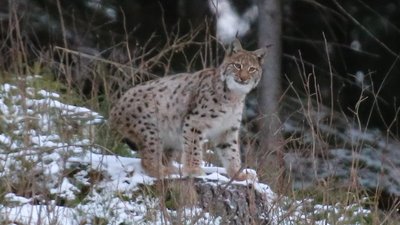Рисі в Горганах. Прикарпатець оприлюднив зимові фото рідкісних тварин у Карпатах Рисі в Горганах. Прикарпатець оприлюднив зимові фото рідкісних тварин у Карпатах