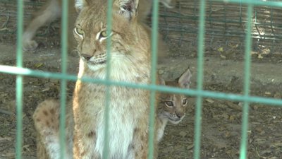 За п'ять місяців війни у Миколаївському зоопарку народилося сім тварин За п'ять місяців війни у Миколаївському зоопарку народилося сім тварин