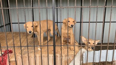 Мешканці притулку для тварин "Врятуй життя", Хмельницький