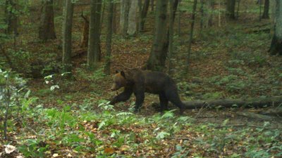 Тварини в Ужанському нацпарку