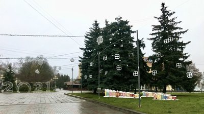 ялинки на Рівненщині ялинки на Рівненщині