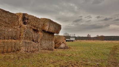 Низькі врожаї: аграрії Черкащини продовжують збір зернових культур