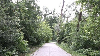 У Житомирі планують витратити майже три мільйони гривень на зрізання пошкоджених дерев У Житомирі планують витратити майже три мільйони гривень на зрізання пошкоджених дерев