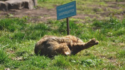 "Котиків шкода". На території Одеського жіночого монастиря облаштували притулок для тварин "Котиків шкода". На території Одеського жіночого монастиря облаштували притулок для тварин