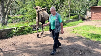"Дикий ще, не підійдеш до нього": у Луцькому зоопарку народилось перше верблюжа "Дикий ще, не підійдеш до нього": у Луцькому зоопарку народилось перше верблюжа