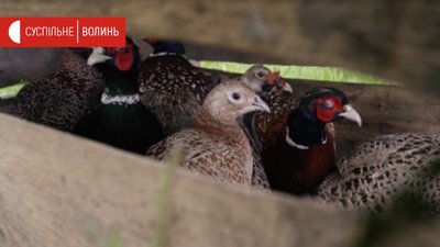 На Волині випустили у природу 200 фазанів На Волині випустили у природу 200 фазанів