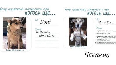 Написали листи. Чотирилапі мешканці Дому Сірка чекають подарунків від Миколая