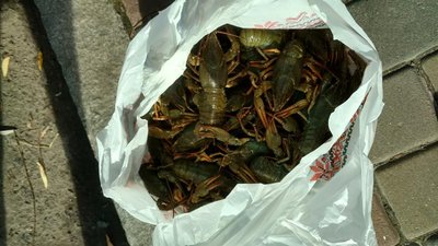 У нацпарку "Нижньодніпровський" на Херсонщині браконьєр наловив понад 500 раків