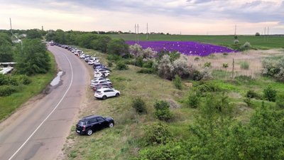 На Одещині люди заради фото витоптали поле дельфініуму: власниця землі підраховує збитки На Одещині люди заради фото витоптали поле дельфініуму: власниця землі підраховує збитки