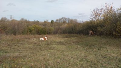 «Село вимирає». Як живуть на Сумщині у селі, яке зникає