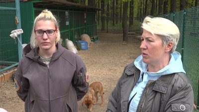 "Хоче щоб його гладили, грались з ним": собака, в якого стріляли поліцейські в Одесі, одужує "Хоче щоб його гладили, грались з ним": собака, в якого стріляли поліцейські в Одесі, одужує