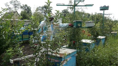 Петро Горобець займається бджолярством майже 30 років. Перша пасіка нараховувала 50 вуликів Петро Горобець займається бджолярством майже 30 років. Перша пасіка нараховувала 50 вуликів