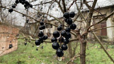 Дощ з мокрим снігом. Якою буде погода на Миколаївщині протягом тижня