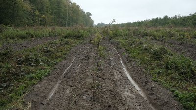 Переселенка з Донеччини майже 2 роки створює ліси на Вінниччині Переселенка з Донеччини майже 2 роки створює ліси на Вінниччині