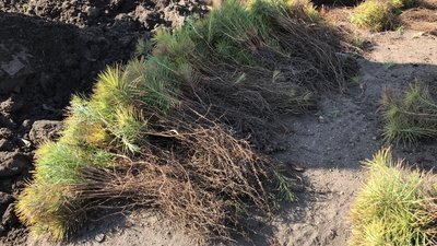 На Полтавщині планують висадити понад тисячу гектарів лісу На Полтавщині планують висадити понад тисячу гектарів лісу