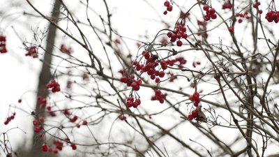 Погода на 17 грудня