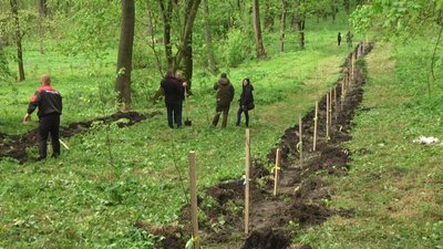 Шевченківські дуби в парку в Антонінах на Хмельниччині
