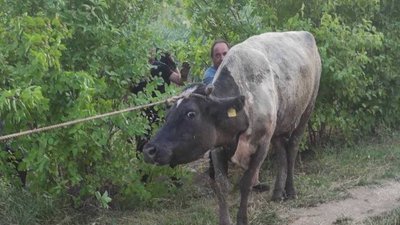 Рятувальники витягнули з рову корову Рятувальники витягнули з рову корову