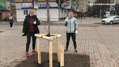 Таких ще не було: у Рівному висадили тюльпановидні дерева Таких ще не було: у Рівному висадили тюльпановидні дерева
