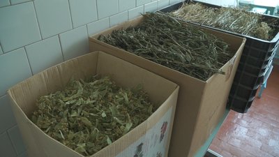 У школах та садочках Калинівської громади на Вінниччині заготовляють їжу на зиму У школах та садочках Калинівської громади на Вінниччині заготовляють їжу на зиму