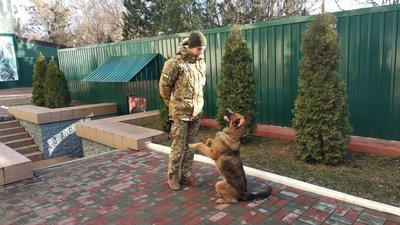 Набрала півтора мільйона переглядів. Вівчарка Вайріс служить у прикордонному загоні на Херсонщині Набрала півтора мільйона переглядів. Вівчарка Вайріс служить у прикордонному загоні на Херсонщині