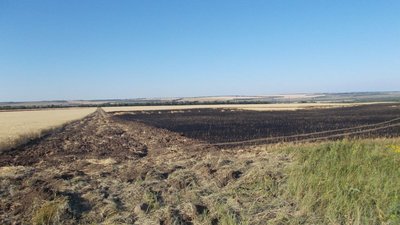 На Луганщині тривають жнива. Урожай вивозять до Росії