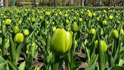 Чорні, малинові та зелені. У Кропивницькому почали квітнути понад три мільйони тюльпанів Чорні, малинові та зелені. У Кропивницькому почали квітнути понад три мільйони тюльпанів