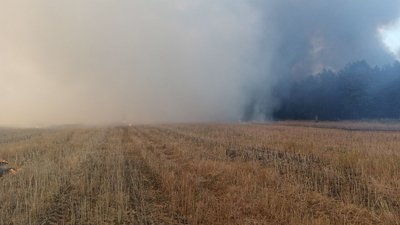 В Одеській області горить лісовий масив В Одеській області горить лісовий масив