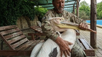 На Одещині у приватному комплексі утримують рідкісного пелікана. Екологи планують його вилучити