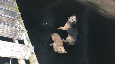 Собакам та коту знадобилась допомога миколаївських рятувальників Собакам та коту знадобилась допомога миколаївських рятувальників