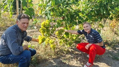 40 дерев китайської павловнії вирощує на власному городі житель громади на Житомирщині Валерій Статкевич 40 дерев китайської павловнії вирощує на власному городі житель громади на Житомирщині Валерій Статкевич