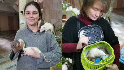 Коти, щури та папуги: у Полтаві живуть понад 200 тварин, яких привезли з регіонів, де тривають бої