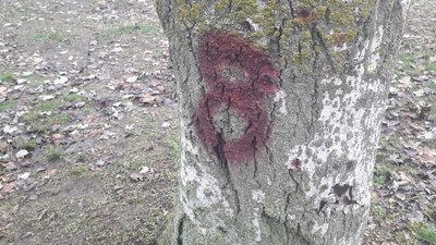 За 5 мільйонів гривень у Херсоні зможуть ліквідувати тисячу аварійних дерев За 5 мільйонів гривень у Херсоні зможуть ліквідувати тисячу аварійних дерев