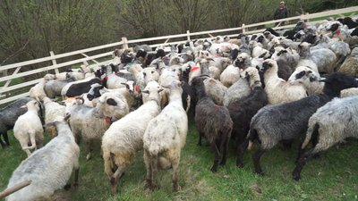 300 овець на полонину провели у селі Чорна Тиса на Закарпатті