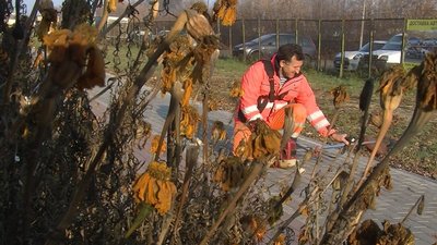 Василь Рижук зрізає посохлі квіти Василь Рижук зрізає посохлі квіти