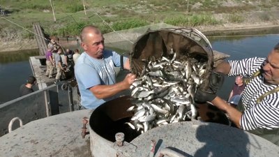 На Херсонщині у пониззя Дніпра випустили 120 тисяч мальків риб