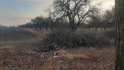 На Житомирщині невідомі вирубали понад 150 дерев вздовж дороги На Житомирщині невідомі вирубали понад 150 дерев вздовж дороги