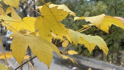 Осіннє листя
