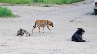 Що відбувається з собаками, яких покинули господарі під час бойових дій на Чернігівщині