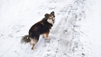 "Жовтий" рівень небезпечності: на дорогах Черкащини прогнозують ожеледицю