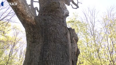 Як на Черкащині доглядають за найстарішим деревом України Як на Черкащині доглядають за найстарішим деревом України
