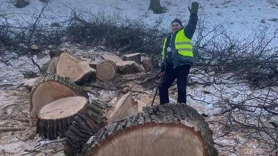 Петиція: сум'яни закликають захистити багатовікові дуби біля озера Чеха Петиція: сум'яни закликають захистити багатовікові дуби біля озера Чеха