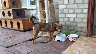 Новий будинок для котів та собак: дніпровський притулок для тварин потребує допомоги Новий будинок для котів та собак: дніпровський притулок для тварин потребує допомоги