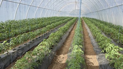 Вирощує овочі на правобережжі Вирощує овочі на правобережжі
