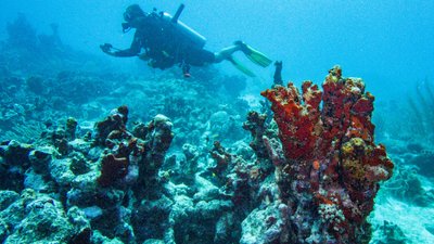 В Австралії гинуть корали після морської спеки