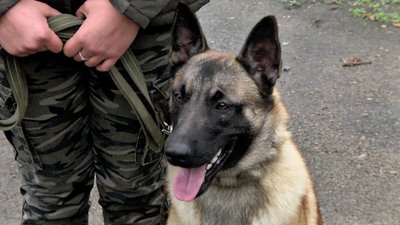 У Херсонському кінологічному центрі поповнення: як тренують службових собак У Херсонському кінологічному центрі поповнення: як тренують службових собак