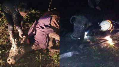 Рятувальники на Львівщині витягнули корову із болота